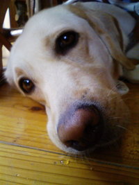 盲導犬シルエラ 2008/08/13 15:00:06