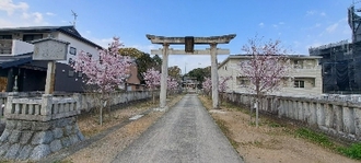 大宮神社の桜満開