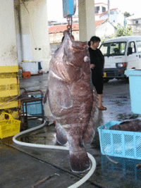 釣果報告