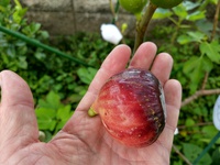 イチジク！ 2022/10/11 11:16:35