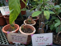 大植木市… 2022/04/12 15:40:42