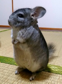 チンチラ可愛い！ 2016/02/22 12:59:28