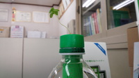 バジル育成中 2014/11/06 12:06:07