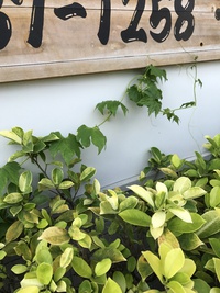 これって何？ 2017/05/11 16:46:27