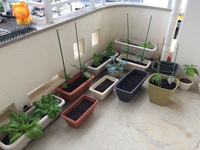 家庭菜園始めてみました(＾-＾) 2015/12/01 14:33:31