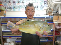 令和元年12月15日 比嘉 一博さん/マクブ 33cm、700g 2019/12/24 12:00:00