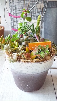 多肉植物　アクセサリー 2013/07/03 20:41:49