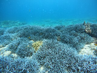 島あしび日記:青い珊瑚礁