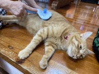幸せそうな猫アズキくん☝️