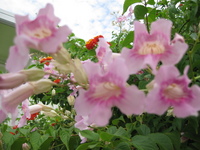 ピンボケの花 2008/10/14 06:44:21