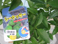 心機一転 2008/11/03 12:00:00