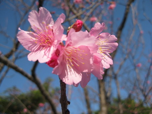 桜　サクラ　さくら