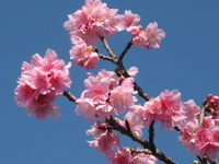 桜　サクラ　さくら 2009/02/06 19:44:00