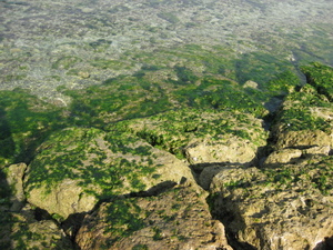 海の恵み　アーサ