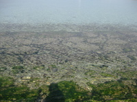 海の恵み　アーサ 2009/02/23 14:26:53
