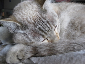 ネコのようにひだまりでお昼ねしたい。。。