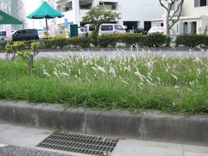 分離帯の景色