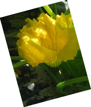 かぼちゃの花