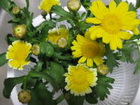 春菊 2009/03/05 19:28:00