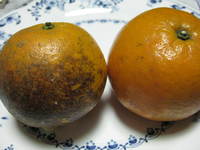 美味しいタンカン