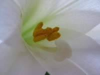 うりずんの季節　ユリの花