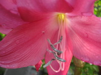 ピンクの花びら