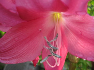 ピンクの花びら