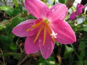 ピンクの花びら
