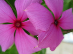 ピンクの花びら