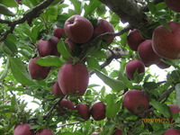 旅の記録　りんご狩り 2009/10/21 23:14:18