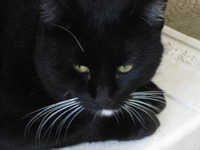 黒猫のタンゴ