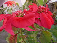 クリスマス花　ポインセチア