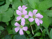 庭の花