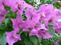 庭の花