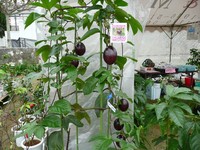 おきなわ花と食のフェスティバル