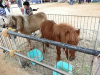 ふれ合い動物