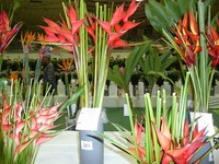 おきなわ花と食のフェスティバル