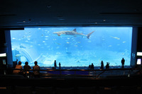 ちゅらうみ水族館