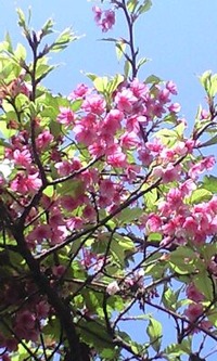 桜の緋色と空の青 2011/02/14 00:37:44