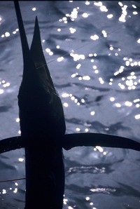 バショウカジキ 2012/06/13 23:26:00
