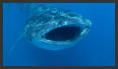 海の砂漠のジンベエザメ（カリブ海） 2013/01/12 22:42:38