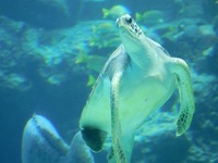 海ガメぇ～