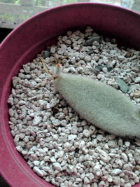 多肉植物月兎耳の葉差し 2009/08/09 09:33:40