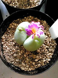 多肉植物コノフィツム 2009/12/25 14:00:43