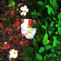 マクドナルド紙コップ・・・ゴミになりました 2009/05/15 10:34:50