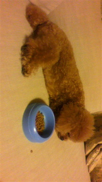 dogフード 2011/10/07 19:22:56