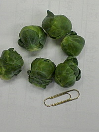 芽キャベツの収穫
