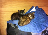 新たな住人 2011/09/10 13:53:33