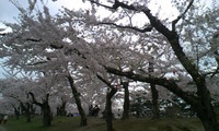 油カス。 2009/05/04 14:08:26