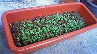 再園ー♪ 2009/05/13 13:03:17